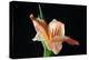 Peach Lily-Tammy Putman-Premier Image Canvas