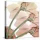 Peach Luster Cyclamen 1-Albert Koetsier-Stretched Canvas