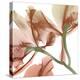 Peach Luster Cyclamen 2-Albert Koetsier-Stretched Canvas