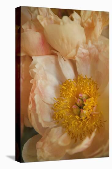 Peach Peonies I-Karyn Millet-Premier Image Canvas