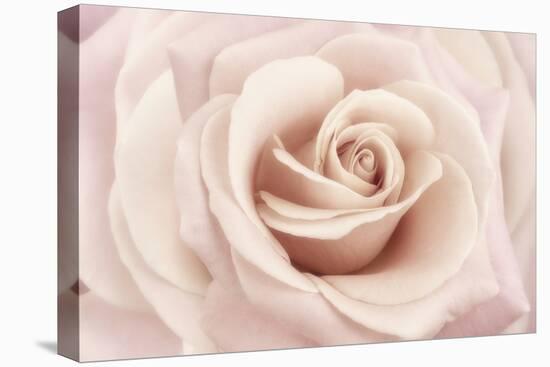 Peach Pink Rose-Cora Niele-Premier Image Canvas