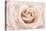 Peach Pink Rose-Cora Niele-Premier Image Canvas