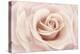 Peach Pink Rose-Cora Niele-Premier Image Canvas