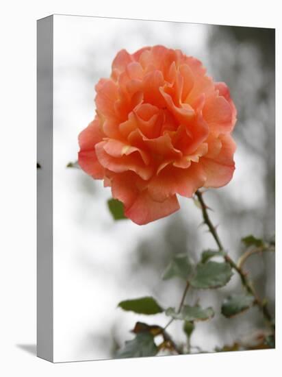 Peach Rose-Nicole Katano-Stretched Canvas