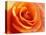 Peach Rose-David Papazian-Premier Image Canvas