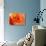 Peach Rose-David Papazian-Premier Image Canvas displayed on a wall