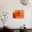 Peach Rose-David Papazian-Premier Image Canvas displayed on a wall