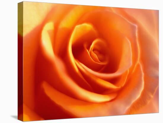 Peach Rose-David Papazian-Premier Image Canvas