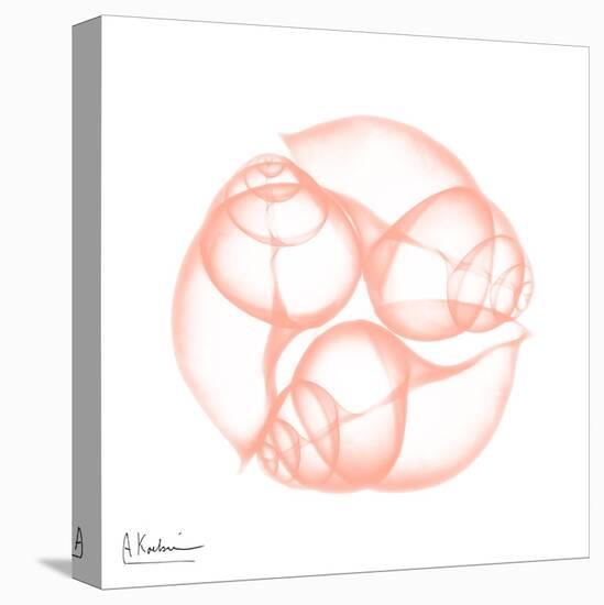 Peach Snail Shell-Albert Koetsier-Stretched Canvas