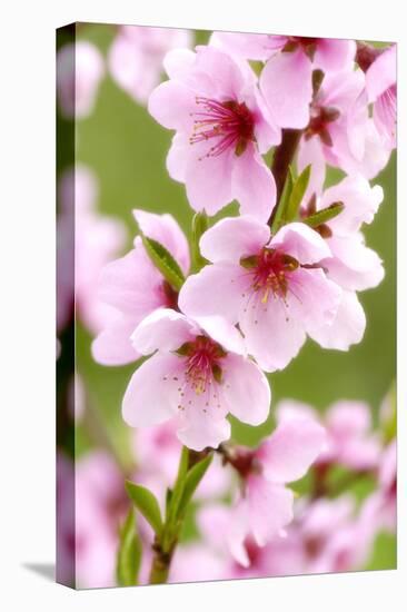 Peach-Tree, Branch, Detail, Blooms, Pink-Herbert Kehrer-Premier Image Canvas