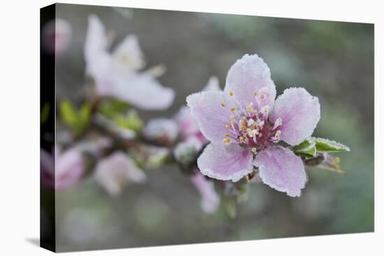 Peach tree frost covered blossom, Texas, USA-Rolf Nussbaumer-Premier Image Canvas