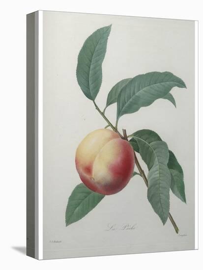 Peach-Pierre-Joseph Redoute-Stretched Canvas