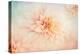 Peachy-Jacky Parker-Premier Image Canvas