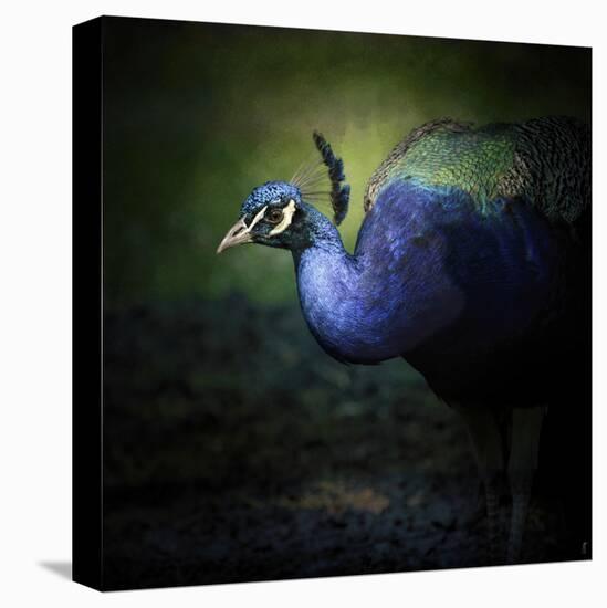 Peacock 1-Jai Johnson-Premier Image Canvas