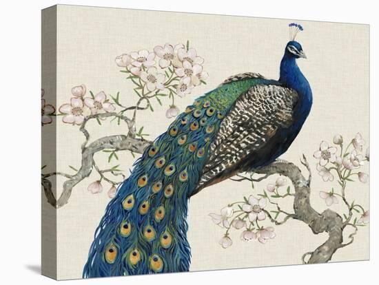 Peacock and Blossoms I-Tim O'toole-Stretched Canvas