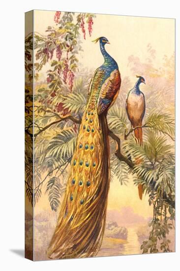 Peacock and Peahen, Illustration-null-Stretched Canvas