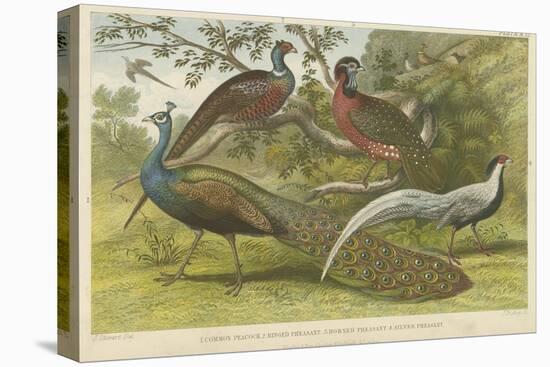 Peacock and Pheasants-null-Premier Image Canvas