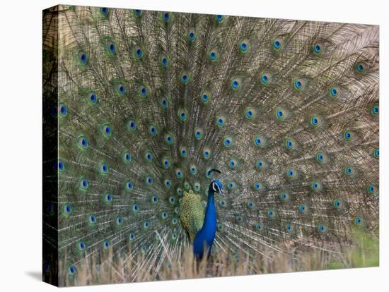 Peacock, Bandhavgarh Tiger Reserve, Madhya Pradesh State, India-Milse Thorsten-Premier Image Canvas