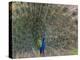 Peacock, Bandhavgarh Tiger Reserve, Madhya Pradesh State, India-Milse Thorsten-Premier Image Canvas