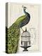 Peacock Birdcage I-Hugo Wild-Stretched Canvas