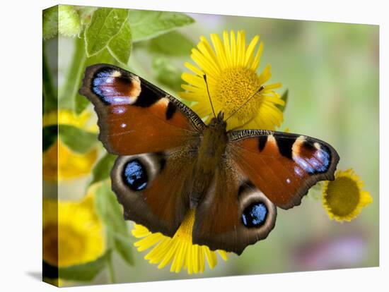 Peacock Butterfly on Fleabane Flowers, Hertfordshire, England, UK-Andy Sands-Premier Image Canvas