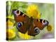 Peacock Butterfly on Fleabane Flowers, Hertfordshire, England, UK-Andy Sands-Premier Image Canvas
