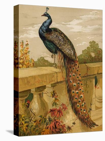 Peacock (Chromolitho)-Harrison William Weir-Premier Image Canvas