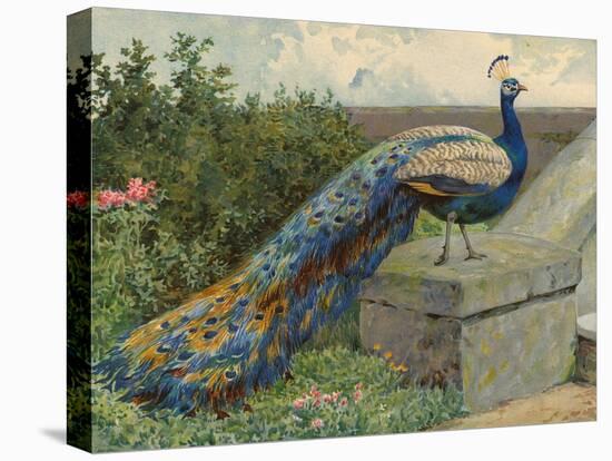 Peacock (Chromolitho)-Charles Collins-Premier Image Canvas