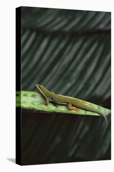 Peacock Day Gecko-DLILLC-Premier Image Canvas