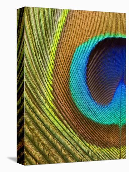 Peacock Feather-Tom Grill-Premier Image Canvas