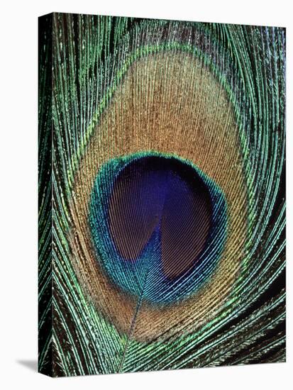 Peacock Feather-null-Premier Image Canvas