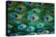 Peacock Feathers-Pirotehnik-Premier Image Canvas