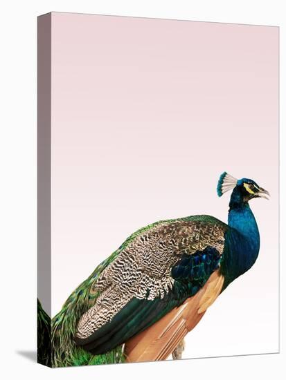 Peacock on Pink-Design Fabrikken-Premier Image Canvas