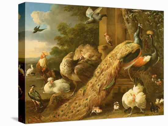 Peacock, Parakeet, Pelican, Crane and Poultry-Melchior de Hondecoeter-Premier Image Canvas