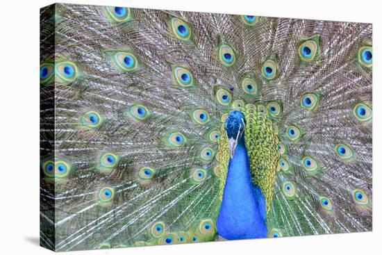 Peacock (Pavo Cristatus), Sequim, Olympic Peninsula, Washington, United States of America-Richard Maschmeyer-Premier Image Canvas