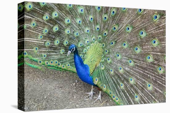 Peacock (Pavo Cristatus), Sequim, Olympic Peninsula, Washington, United States of America-Richard Maschmeyer-Premier Image Canvas