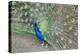 Peacock (Pavo Cristatus), Sequim, Olympic Peninsula, Washington, United States of America-Richard Maschmeyer-Premier Image Canvas