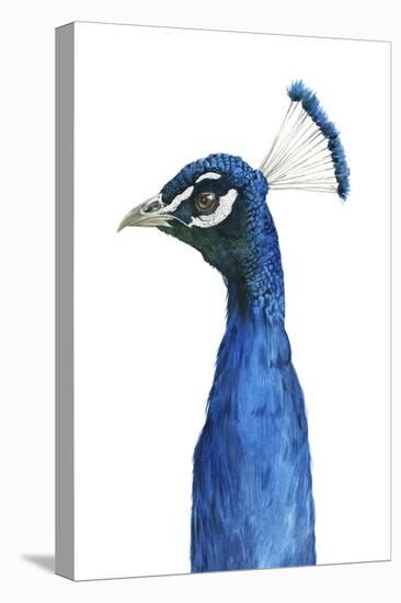 Peacock Portrait II-Grace Popp-Stretched Canvas