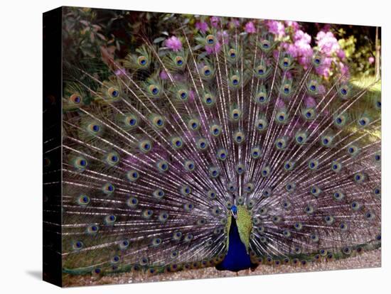 Peacock Showing off His Feathers at the Claremont Landscape Garden, Surrey, July 1986-null-Premier Image Canvas