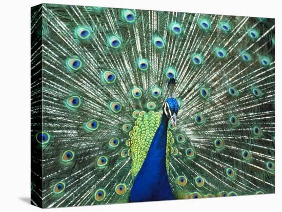 Peacock Spreading Colorful Feathers-Bill Bachmann-Premier Image Canvas