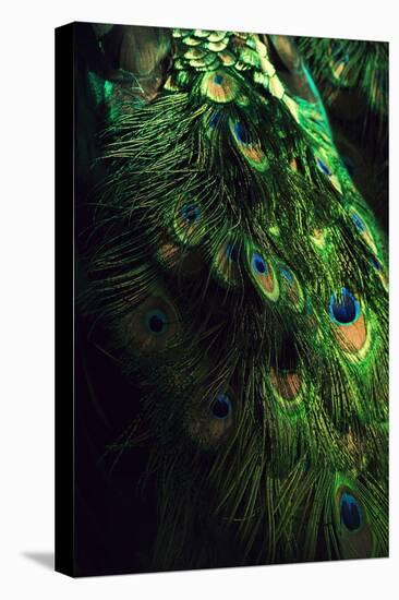 Peacock Tail-Incado-Premier Image Canvas