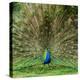 Peacock With Beautiful Feathers Outdoors-NejroN Photo-Premier Image Canvas