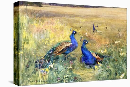 Peacocks in a Field-Mildred Anne Butler-Premier Image Canvas