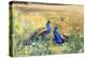 Peacocks in a Field-Mildred Anne Butler-Premier Image Canvas