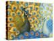 Peacocks-Maria Rytova-Premier Image Canvas