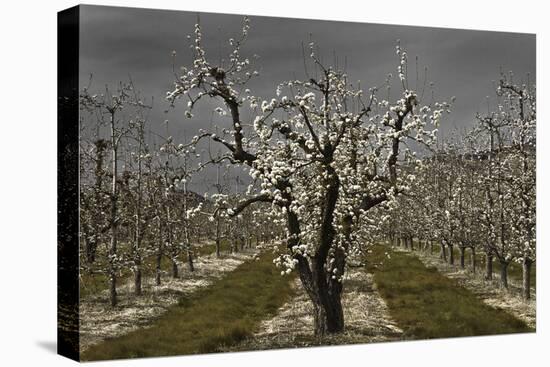 Pear Blossoms-David Winston-Stretched Canvas