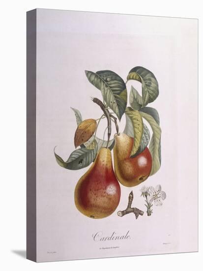 Pear Cardinal Henry Louis Duhamel Du Monceau, Botanical Plate by Pierre Jean Francois Turpin-null-Premier Image Canvas