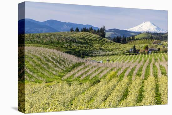 Pear Orchards Blooms with Mount Adams, Oregon, USA-Chuck Haney-Premier Image Canvas