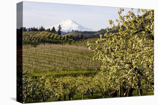 Pear Orchards Blooms with Mount Adams, Oregon, USA-Chuck Haney-Premier Image Canvas