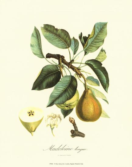 Pear-Pierre-Antoine Poiteau-Stretched Canvas